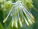 [photo of male flowers]