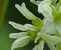 [photo of female flowers]