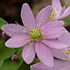[photo of Rue Anemone]