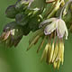 [photo of Veiny Meadow Rue]