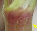 [photo of sheath and hairs]