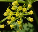 [photo of flowers]
