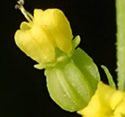 [photo of developing fruit]