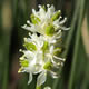 [photo of Small False Asphodel]