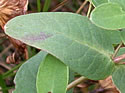 [photo of leaves]