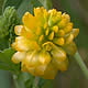 [photo of Golden Clover]