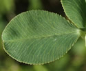 [photo of leaves]