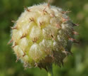 [photo of fruit]