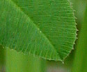 [photo of leaves]