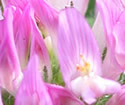 [photo of flowers]