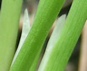 [photo of sheaths]