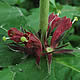 [photo of Late Horse Gentian]