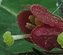 [photo of flowers]