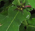 [photo of leaves]