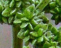 [photo of fruit]