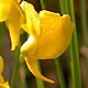 [photo of Horned Bladderwort]