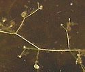 [photo of floating leaves]