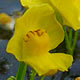 [photo of Humped Bladderwort]