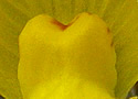 [photo of flowers]