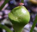 [photo of fruit]