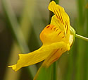 [photo of flowers]