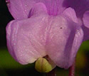 [photo of flowers (not fully open)]