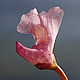 [photo of Lavender Bladderwort]