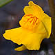 [photo of Common Bladderwort]