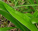 [photo of basal leaves]