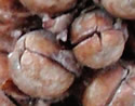 [photo of fruit]
