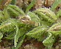 [photo of developing fruit]