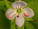 [photo of flowers]