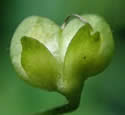 [photo of developing fruit]