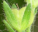 [photo of developing fruit]