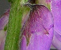 [photo of calyx and stem]