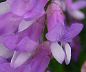 [photo of flowers]