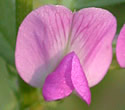 [photo of flowers]