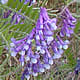 [photo of Hairy Vetch]