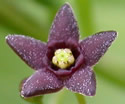 [photo of flowers]