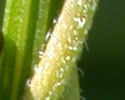 [photo of minutely hairy, twining stem]