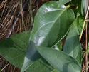 [photo of leaves]