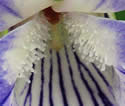 [photo of flower]