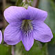 [photo of Marsh Blue Violet]