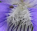 [photo of flower]