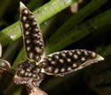[photo of fruit]