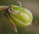 [photo of developing fruit]