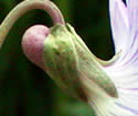 [photo of sepals and spur]