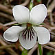 [photo of Kidney-leaved Violet]