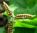 [photo of fruit]