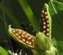 [photo of fruit]